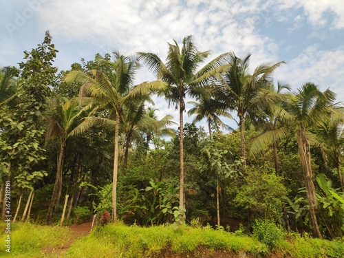 palm trees on the beach