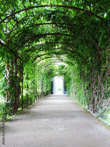 Fototapeta Naklejka Na Ścianę i Meble -  A garden with green tunnel arch design and ivy plants decoration. Natural gardening concept image.