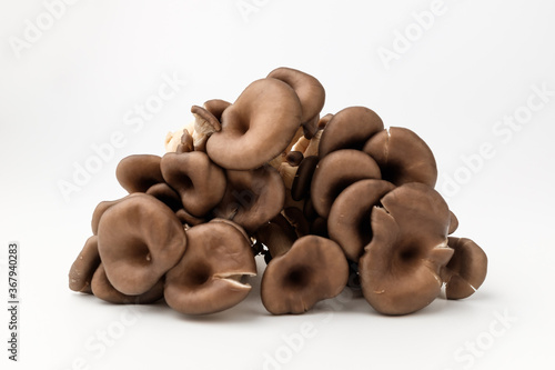 Pleurotus mushrooms on white background