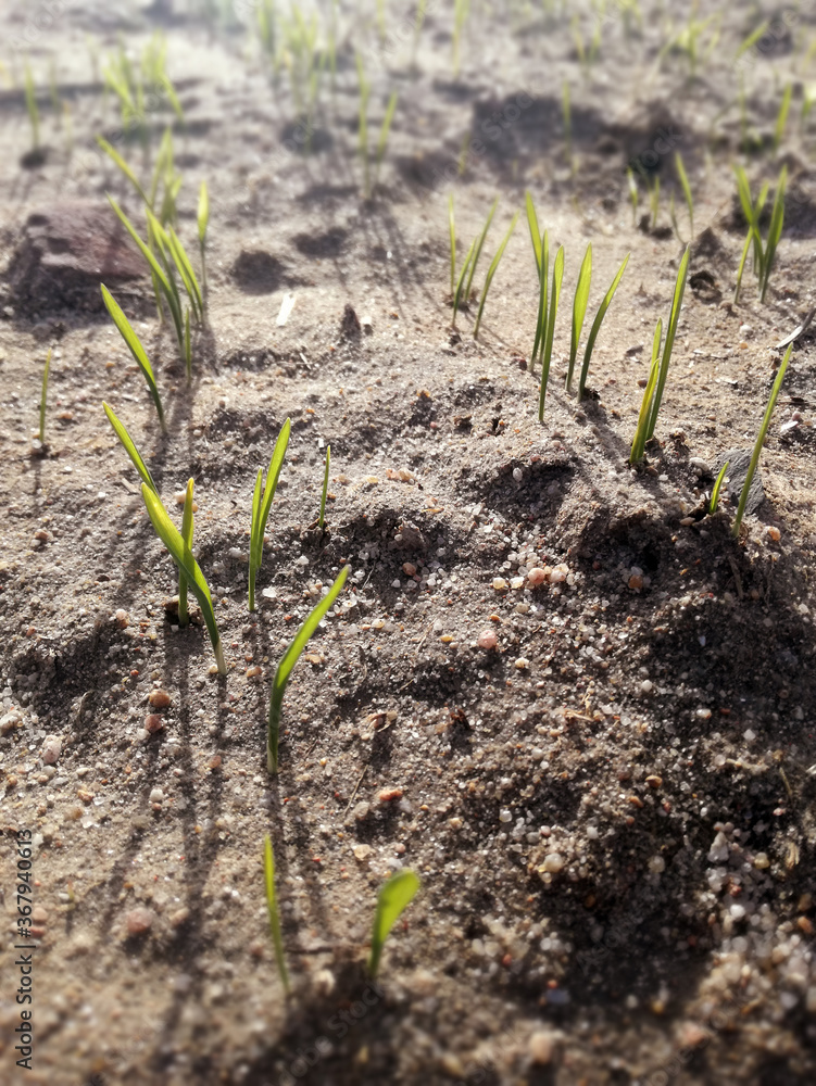 First cereal shoots in the sunset of the Spanish countryside. Green grain growing. Young barley growing. Intense natural greens. First cereal shoots in the sunset of the Spanish countryside. Green grain growing. Young barley growing. Intense natural greens.