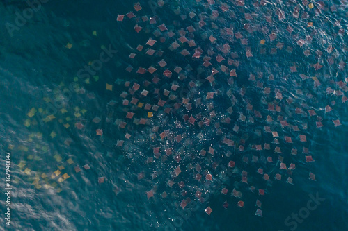 Aerial view of a large school of Munk s mobula rays and golden cownosed rays  feeding at the surface  Sea of Cortez  Baja California  Mexico.