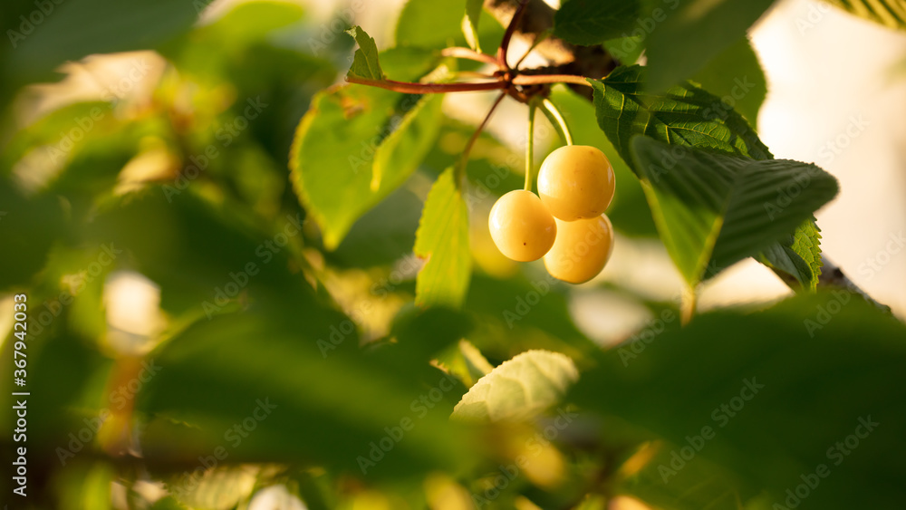 Ripe yellow sweet cherry on tree branches in the summer. Ripe yellow sweet cherry on tree branches in the summer.