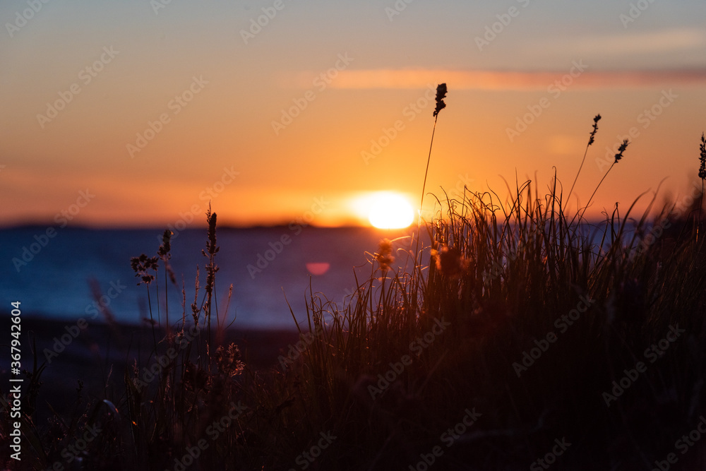 Fototapeta premium Silhouette of grass in front of a magnificent summer sunset .