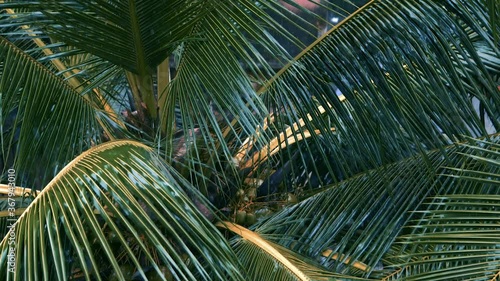 heavy rainfall on a coconut tree - goldy photo