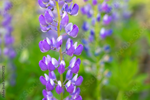 Beautiful purple flower grows in the park.