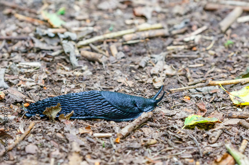 Black slug crawling on the ground in the garden