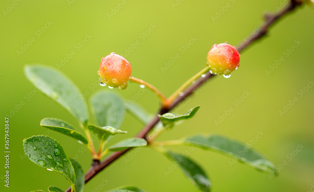 Red cherry on tree branches in summer. Red cherry on tree branches in summer.