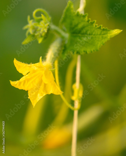Yellow flower on a cucumber plant.