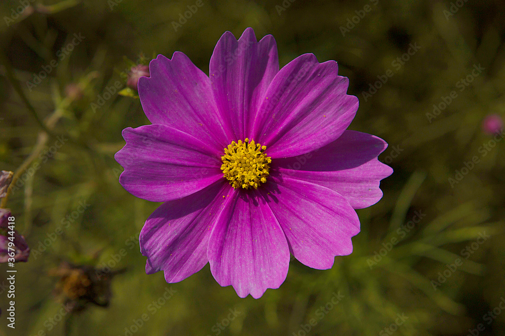 Fototapeta premium pink cosmos flowers