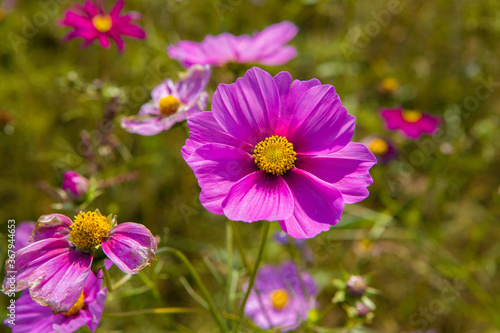 pink cosmos flowers