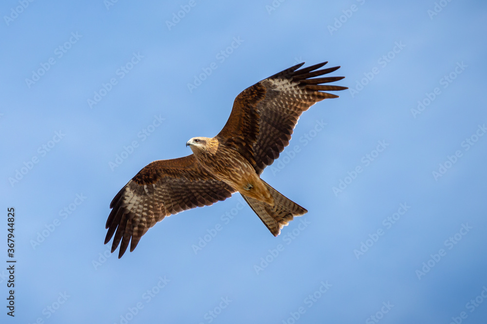 Eagle in flight at blue sky
