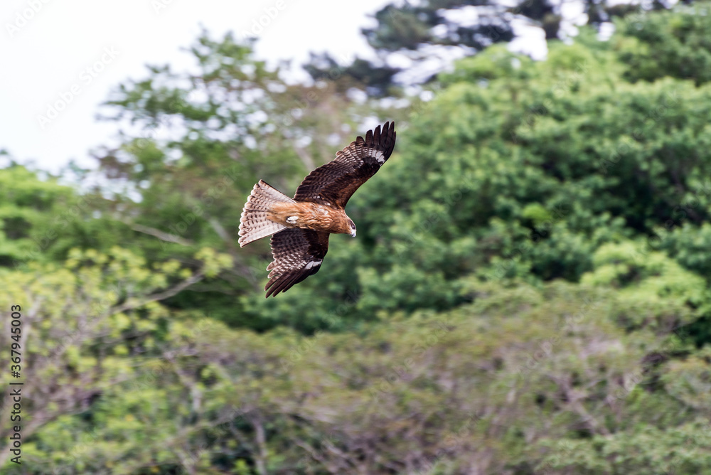 Fototapeta premium 鷲 鷹 トンビ 鳥