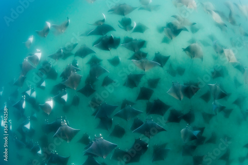 Large school of mobula rays, mobula munkiana, during the annual migration period for these animals, Sea of Cortez, Baja California, Mexico.