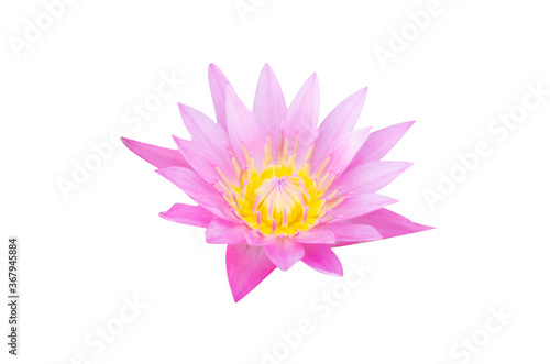 Lotus flower isolated on white backgrouds.