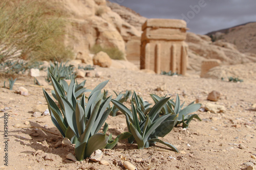 View of Drimia maritima plant (also known as squill, sea squill or sea onion) in gorge near Petra city in Jordan. Blurred Block tombs are visible in the background. Desert Plants Theme. photo