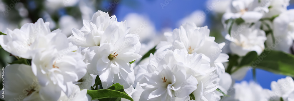 White terry jasmine flowers in the garden against blue sky White terry jasmine flowers in the garden against blue sky