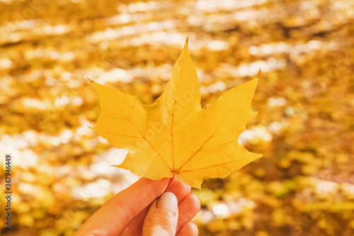 Close-up of hand holding yellow leaf