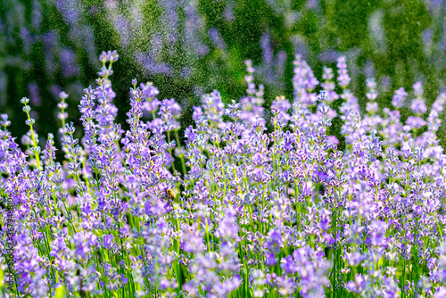Beautiful fragrant lavender flowers on the green plain