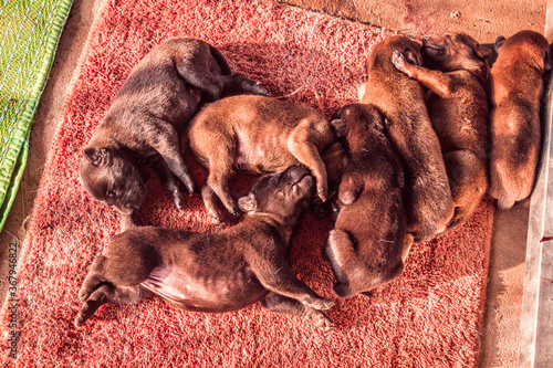 Cute baby puppies is sleeping on the floor © PercyPics