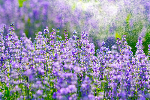 Fototapeta Naklejka Na Ścianę i Meble -  Beautiful fragrant lavender flowers on the green plain