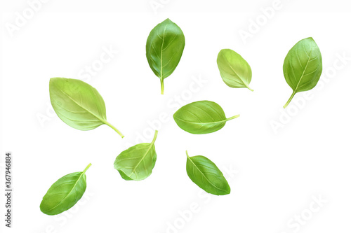 Basil leaf collection with clipping path isolated on white