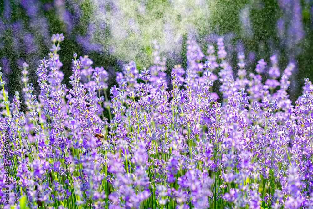 Fototapeta premium Beautiful fragrant lavender flowers on the green plain