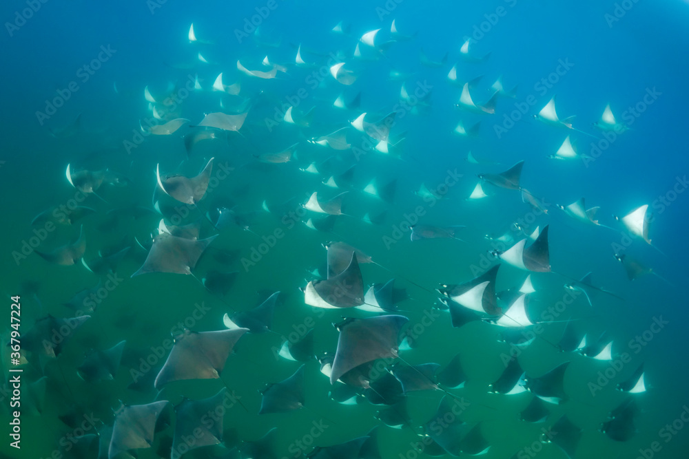 Large school of mobula rays, mobula munkiana, during the annual migration period for these animals, Sea of Cortez, Baja California, Mexico.