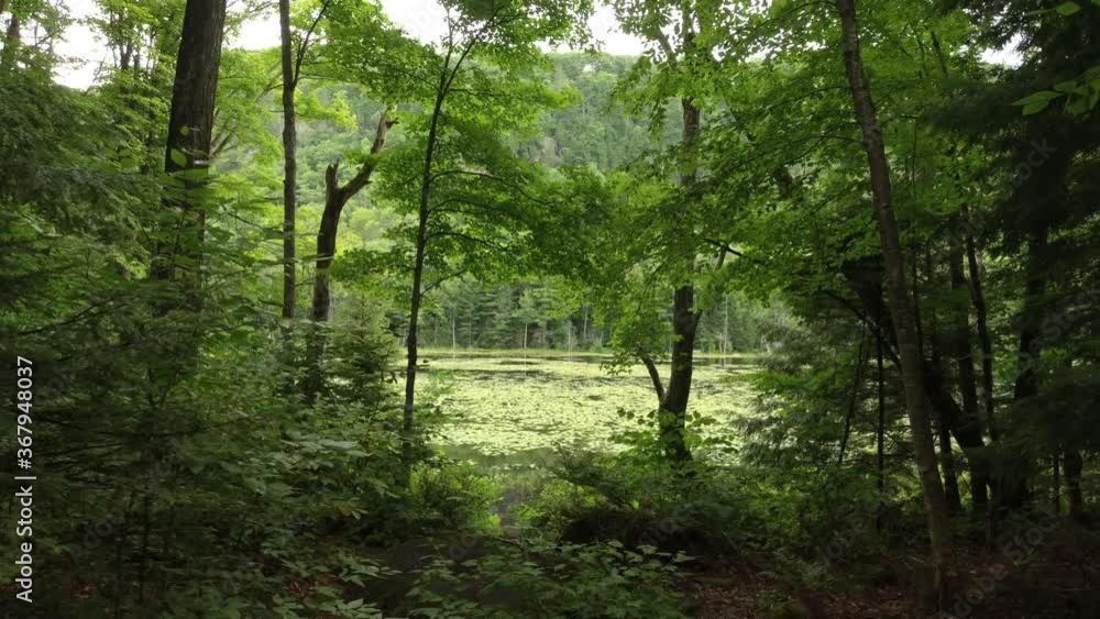 Drone flying slow through lush forest towards opening onto a lake Drone flying slow through lush forest towards opening onto a lake
