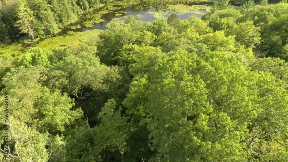 Drone flying over edge of forest towards lake with dark pure waters Drone flying over edge of forest towards lake with dark pure waters