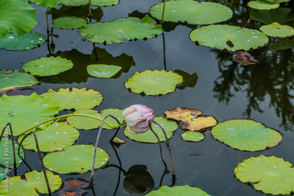 Pink lily with closed petals in pond with lily pads Pink lily with closed petals in pond with lily pads