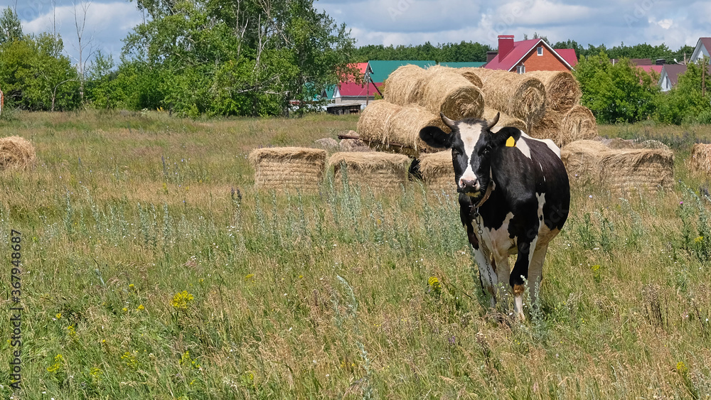Fototapeta premium Whitebred Shorthorn cow stands in a field near a farm, next to a collected haystack