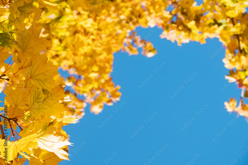 Yellow leaves on the tree on sunny warm autumn day.