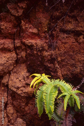 fern on a cliff