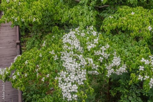 Treetop with white flowers over small wooden footbridge