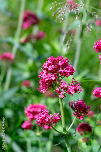 Centranthus ruber flowering plant, bright red pink flowers in bloom, green stem and leaves, ornamental flower