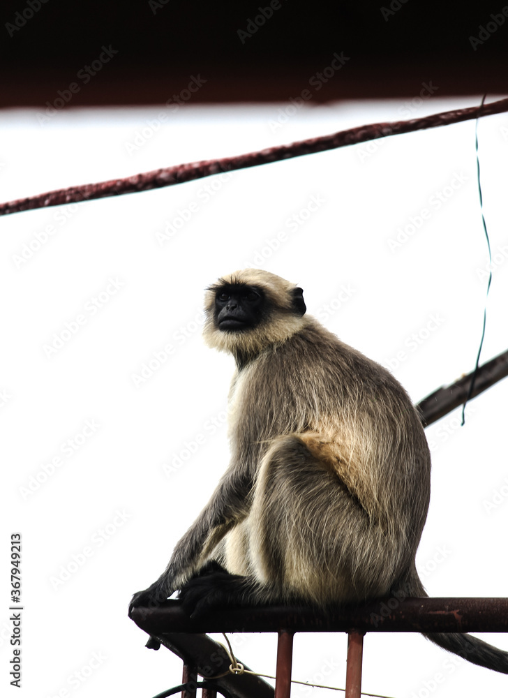 Obraz premium long tailed macaque