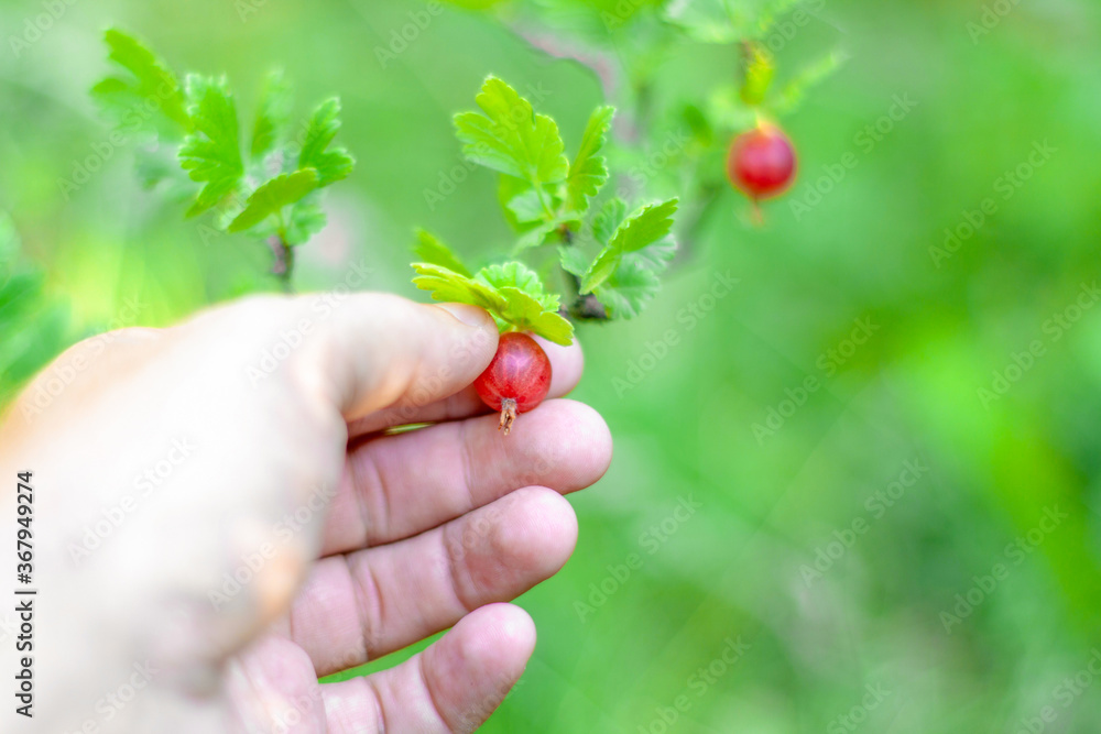 Man's hand harvests ripe berries of gooseberry in the garden. Close-up, blurred background. Selective focus. Man's hand harvests ripe berries of gooseberry in the garden. Close-up, blurred background. Selective focus.