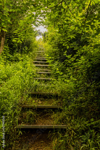 Wooden steps up hillside of lush vegetation