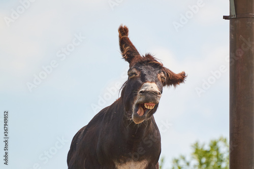 Obraz na płótnie Portrait of a funny smiling donkey against a light sky w salonie