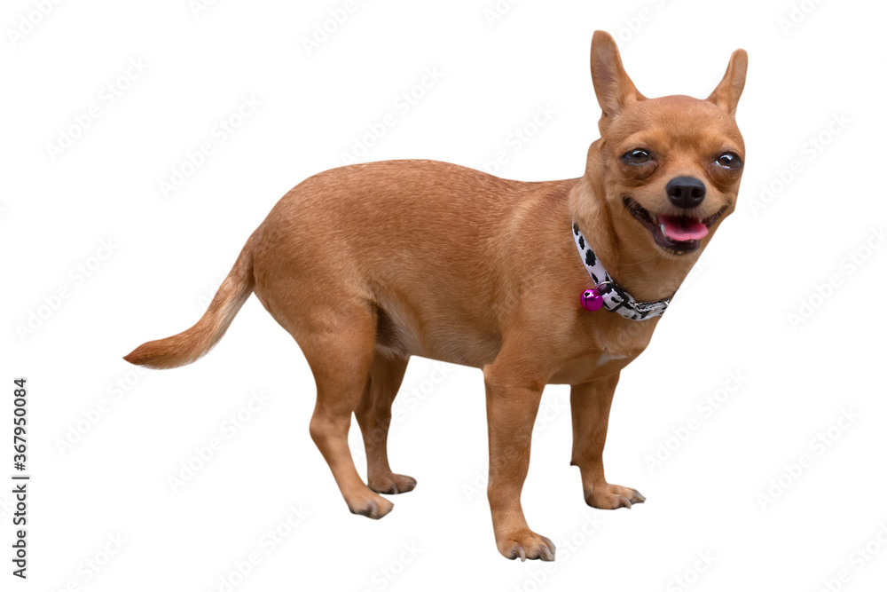 side view of chihuahua dog or small dog on white background side view of chihuahua dog or small dog on white background