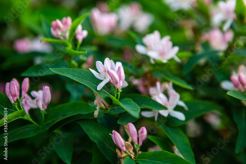 Pink flowers on a green background