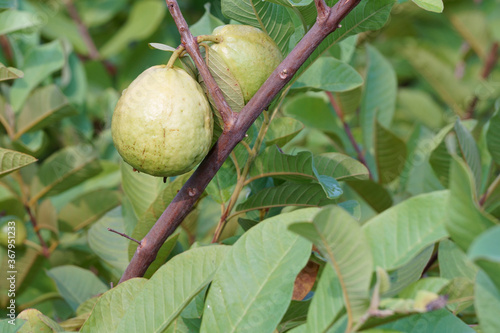 Close up of ripe guava fruit on tree in the garden
