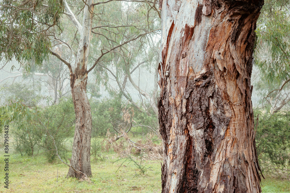 Fototapeta premium Foggy Woodlands morning amongst the Eucalypts