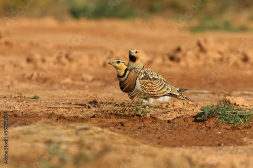 Pin-tailed sandgrouse male and female at a water point in summer in a steppe of Aragon, Spain