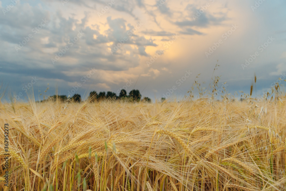 Fototapeta premium Ripe wheat is set against a pink sunset sky.