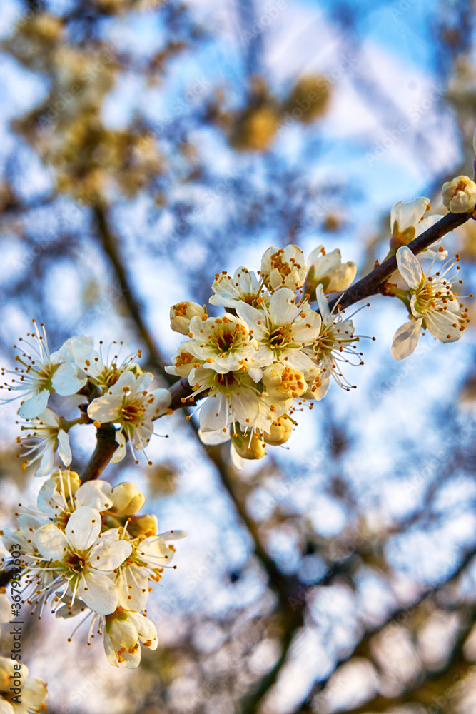 Fresh wild cherry blossom with blurred background. Fresh wild cherry blossom with blurred background.