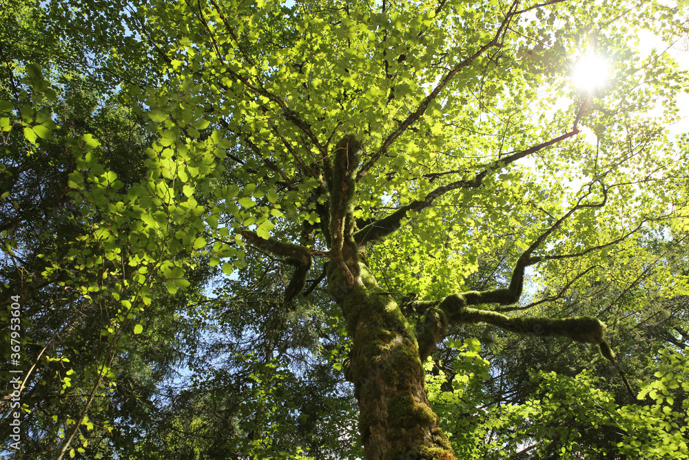 Fototapeta premium tree with moss on his trunk in alps forest, bright sun light through the leafs