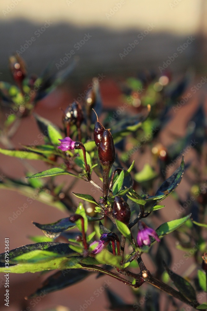Black Pearl chili pepper plant with small purple flowers.Has characteristic semi-gloss black to deep-purple leaves with pepperson Italian garden in summer.Garden lover.
