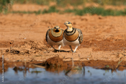 Pin-tailed sandgrouse male and female with the first light of day at a point of water in summer photo