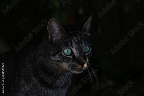 Beautiful cat with green eyes in the dark.
